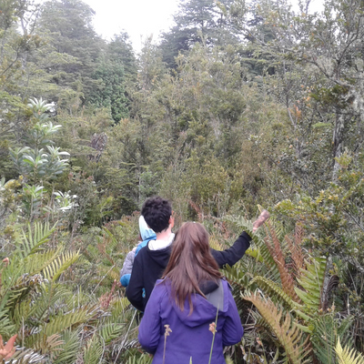 Sendero guiado por el bosque nativo en Raymapu