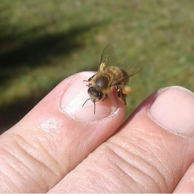 Conoce la vida de las Abejas - Apiario Raymapu