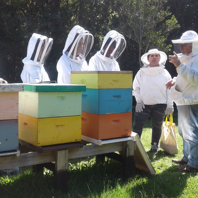 Conoce la vida de las Abejas - Apiario Raymapu